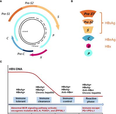 HBV-associated DLBCL of poor prognosis: advance in pathogenesis, immunity and therapy